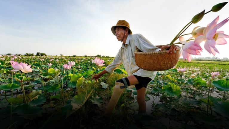 A Cambodian man wearing an artificial leg carries a basket of lotus flowers. A Cambodian man wearing an artificial leg carries a basket of lotus flowers.