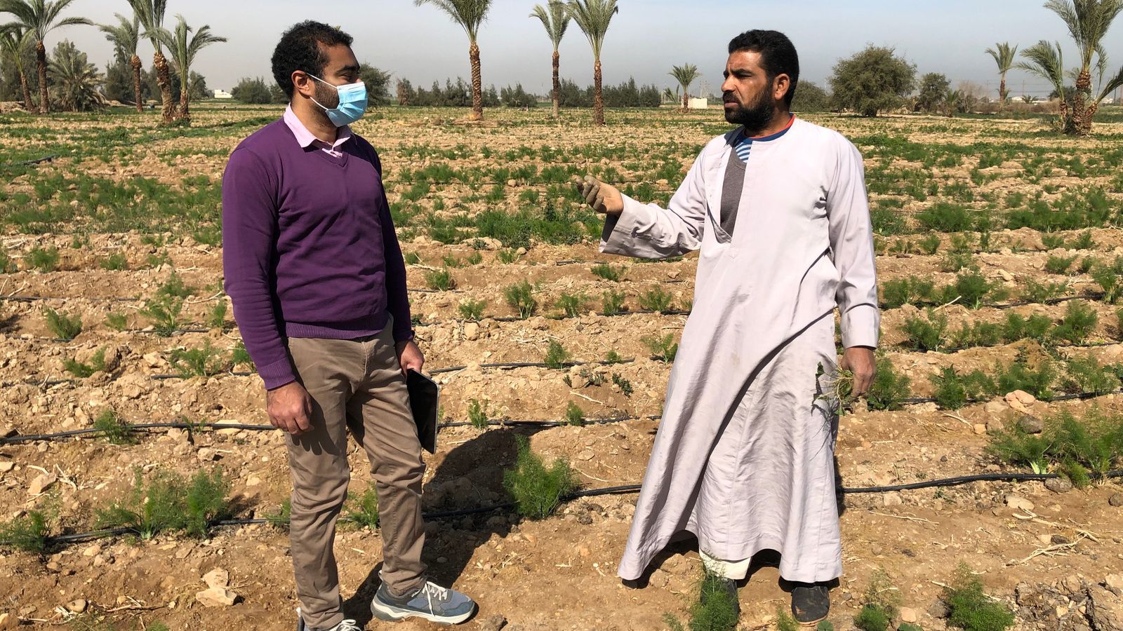 Two men talk while standing in a field of medicinal plants in Egypt.