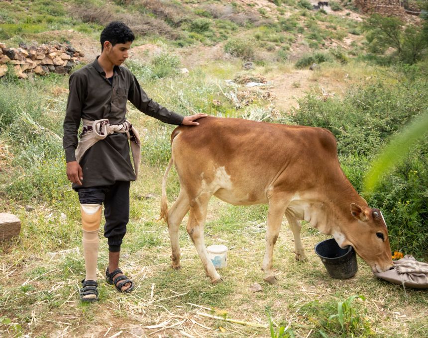 A teenage Yemeni boy wearing an artificial limb stands next to a cow