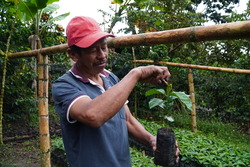 Justiniano Pencué holding one of the coffee plants in his nursery in the Inzá region, Cauca department, Colombia © J.M. Vargas / HI