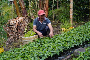 Justinianio working with his coffee plants. © J. M. Vargas / HI