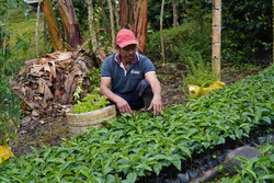Justiniano Pencué in his coffee plant nursery in the Inzá region, Cauca department, Colombia © J.M. Vargas / HI
