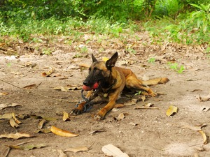 Fisti playing with his Kong, his favourite dog toy. © A. Stachurski / HI