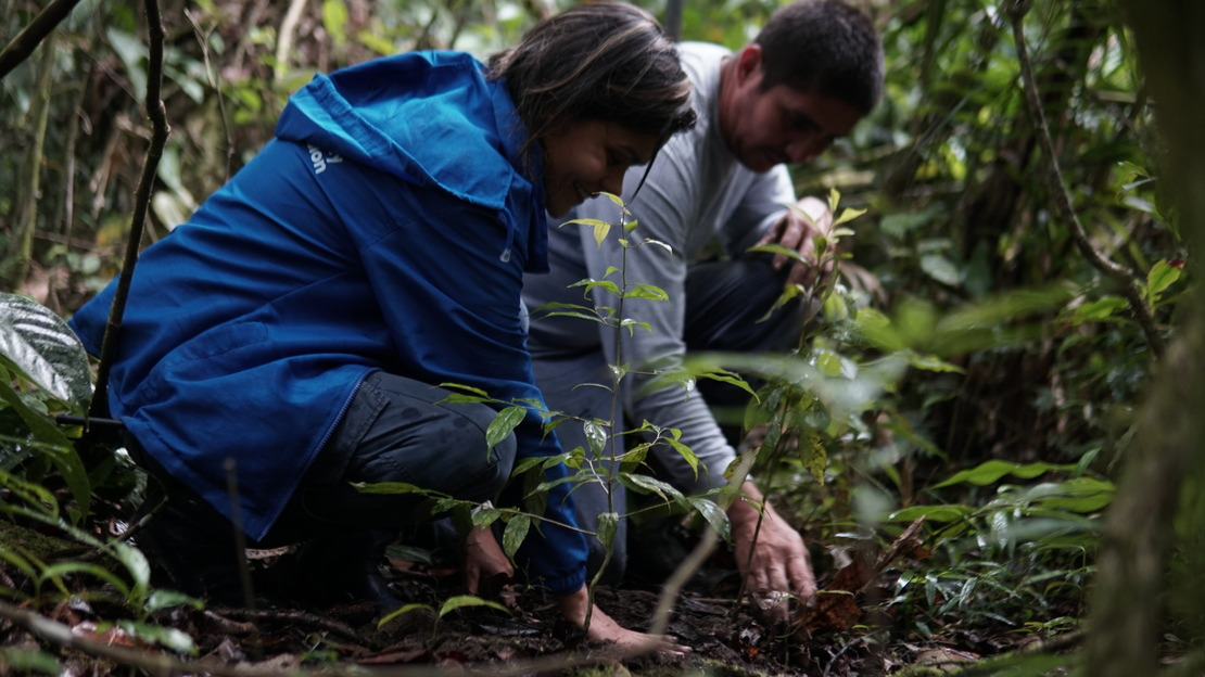 Two HI employees, a woman and a man, crouch in the forest, planting tree seedlings.