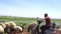 Man on motorcycle beside his flock of sheep in a field