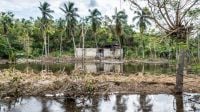 Archive image: destruction following Hurricane Matthew in Haiti, 2016. Photo of a flooded countryside landscape with large puddles of water and vegetation lying on the ground.