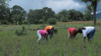 Four people are in a rice field: they are bending over to weed the field. In the background, leafy trees and palm trees.