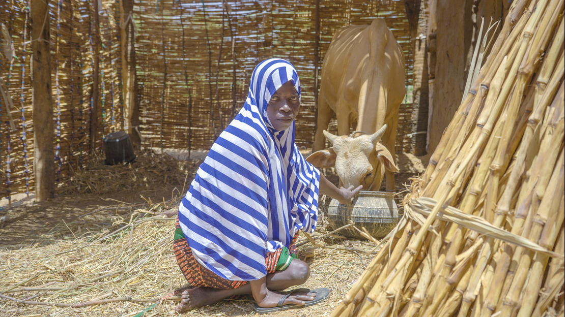 Salimata crouches in a straw and bamboo stable. She feeds an ox standing behind her, while looking at the camera.