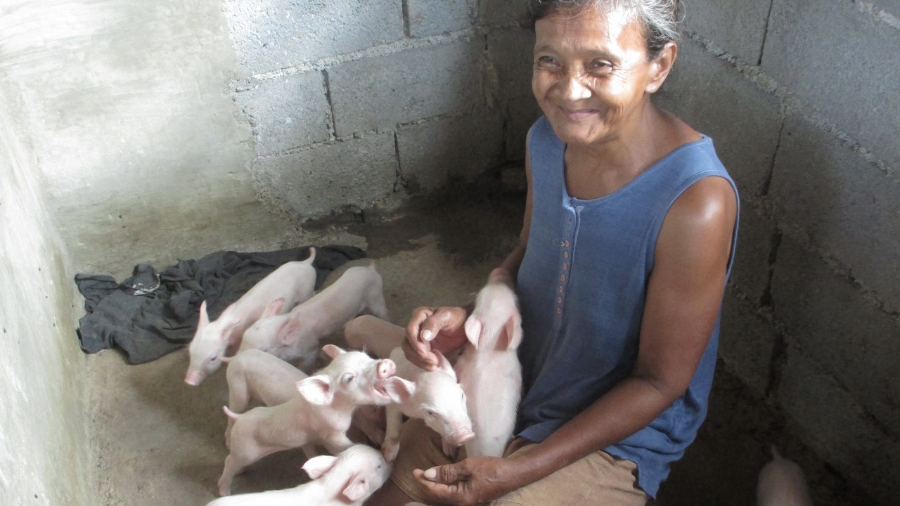 Erlinda with her 14 piglets. The Philippines.