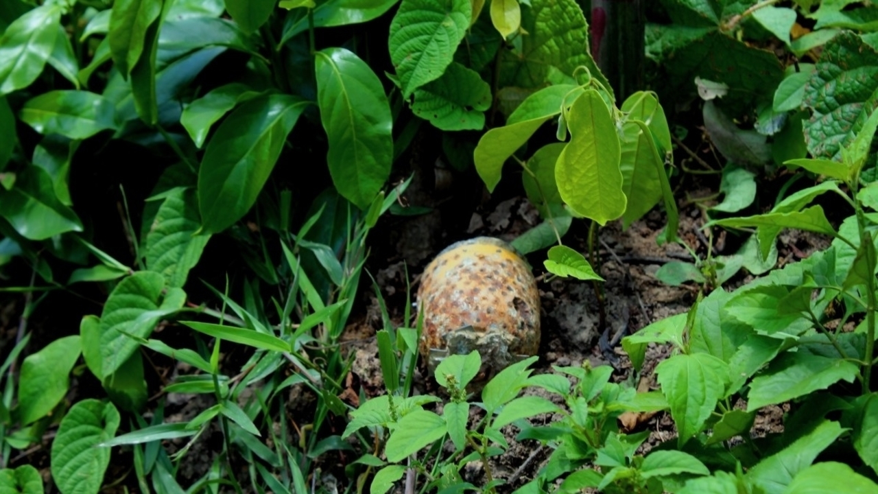 A cluster munition found in a rice paddy field by Handicap International's team in Laos