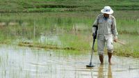 A deminer from Handicap International's team searching for cluster bombs in a rice field.